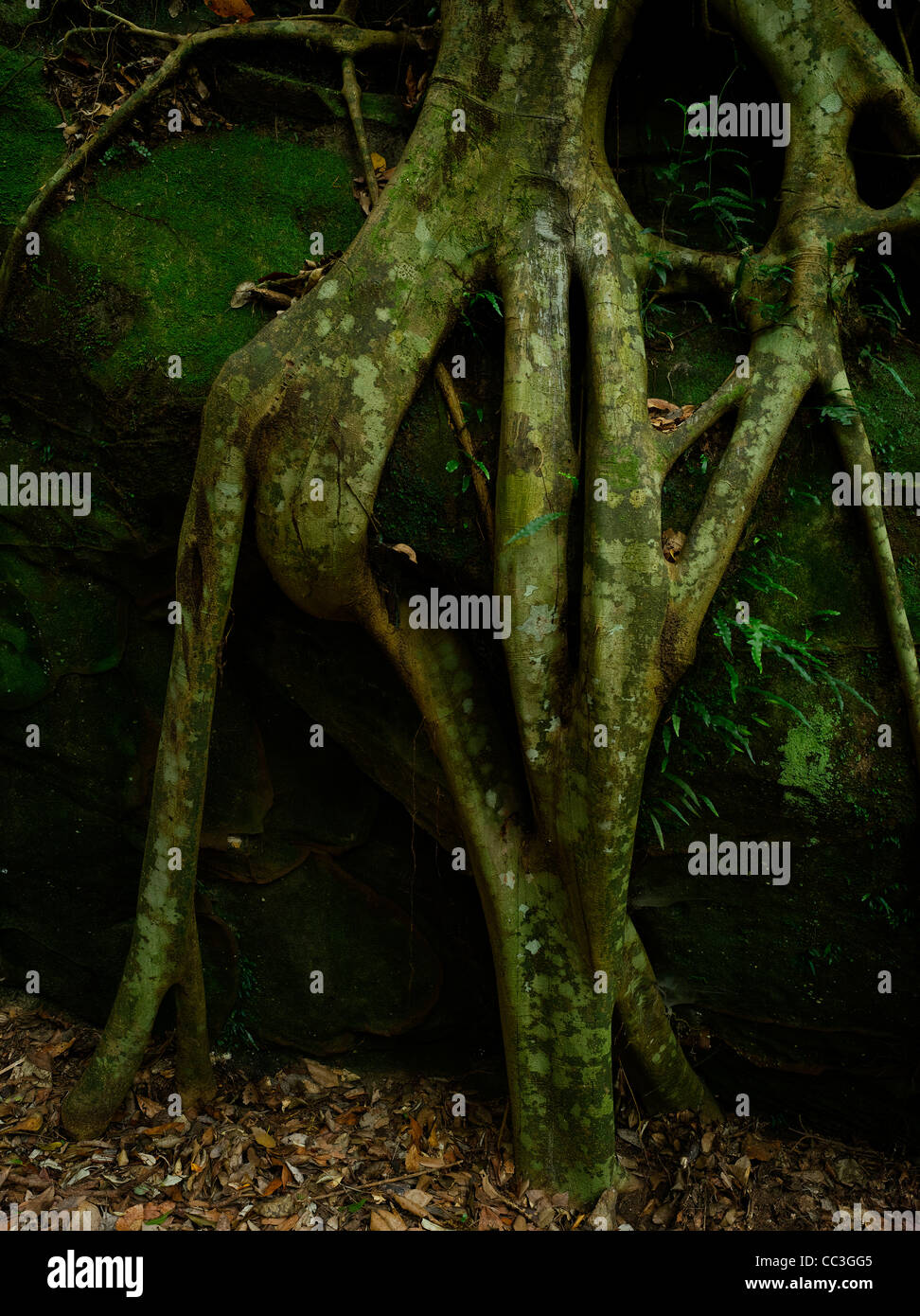 Racines de la Port Jackson Fig. Macquarie Pass Parc National, NSW Australie Banque D'Images