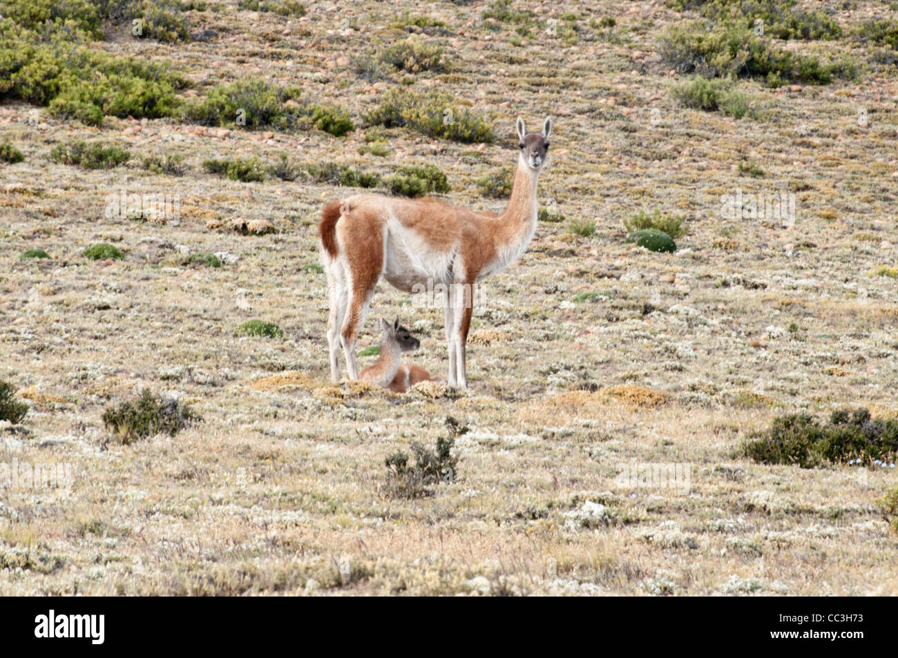 Guanaco (Lama guanicoe) avec de jeunes National Parque Monte Leon côte Atlantique du sud de la province de Santa Cruz, Patagonie Argentine Banque D'Images