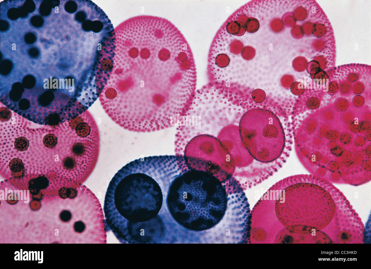 Biologie des Cloroficee Les algues Les algues unicellulaires Volvox Cologne (X 400) Microscopes Banque D'Images