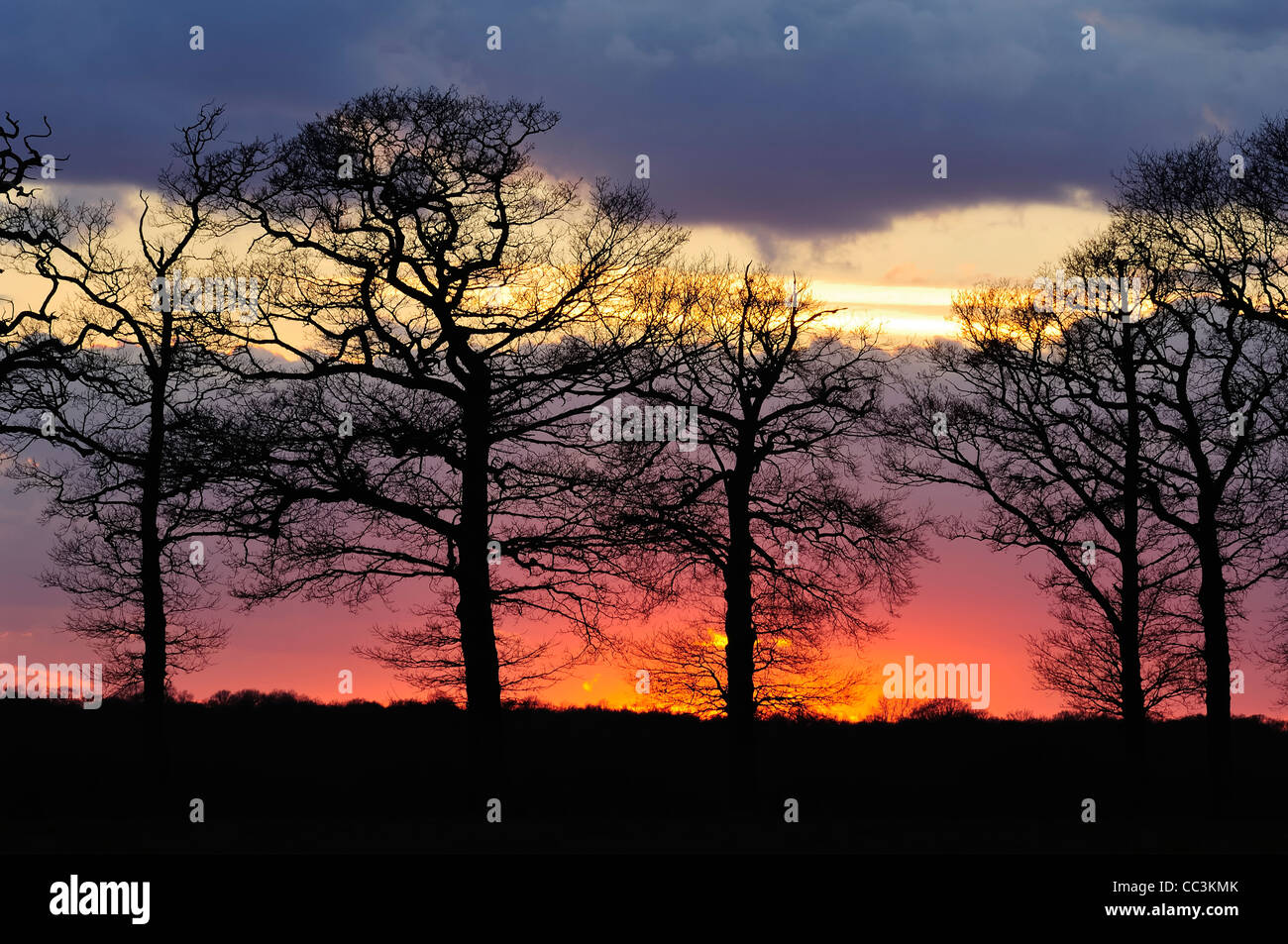 Arbres d'hiver au coucher du soleil;sevenoaks kent;;angleterre;uk;europe Banque D'Images