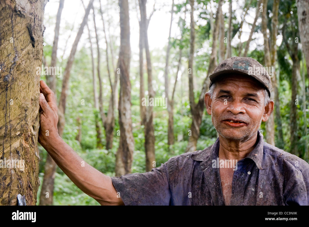 Latex rubber plantation sri lanka Banque de photographies et d’images à