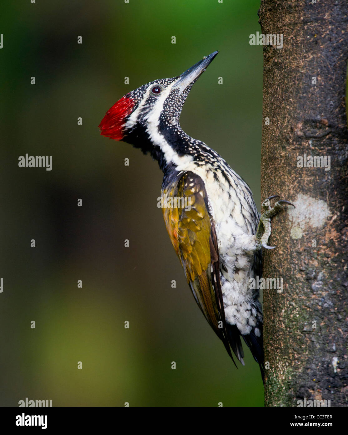 À croupion noirs se nourrisant Flameback escalade un arbre Banque D'Images