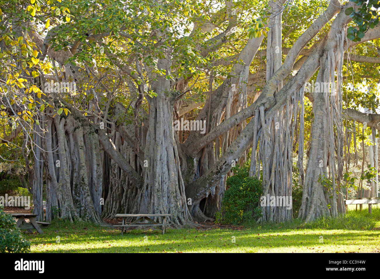 Ficus géant nobles fig à Hugh Taylor Birch State Park à Fort Lauderdale, comté de Brower, Florida, USA Banque D'Images