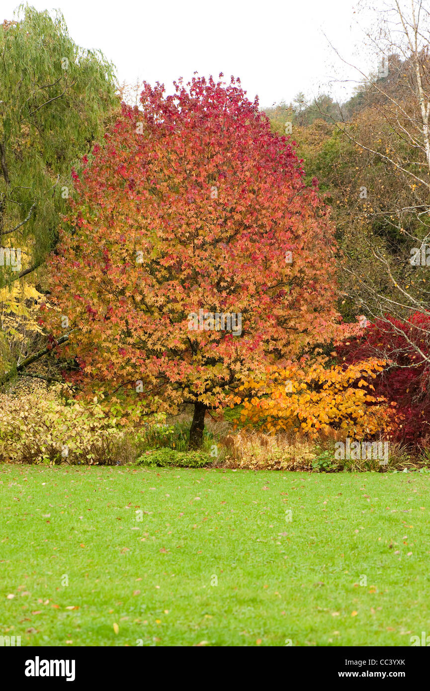 Liquidambar styraciflua Banque de photographies et d’images à haute