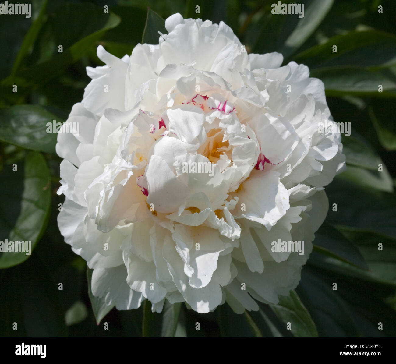 Pivoine blanche Banque D'Images