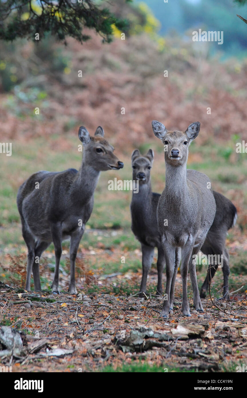 Trois cerf Sika à Arne Dorset UK Banque D'Images