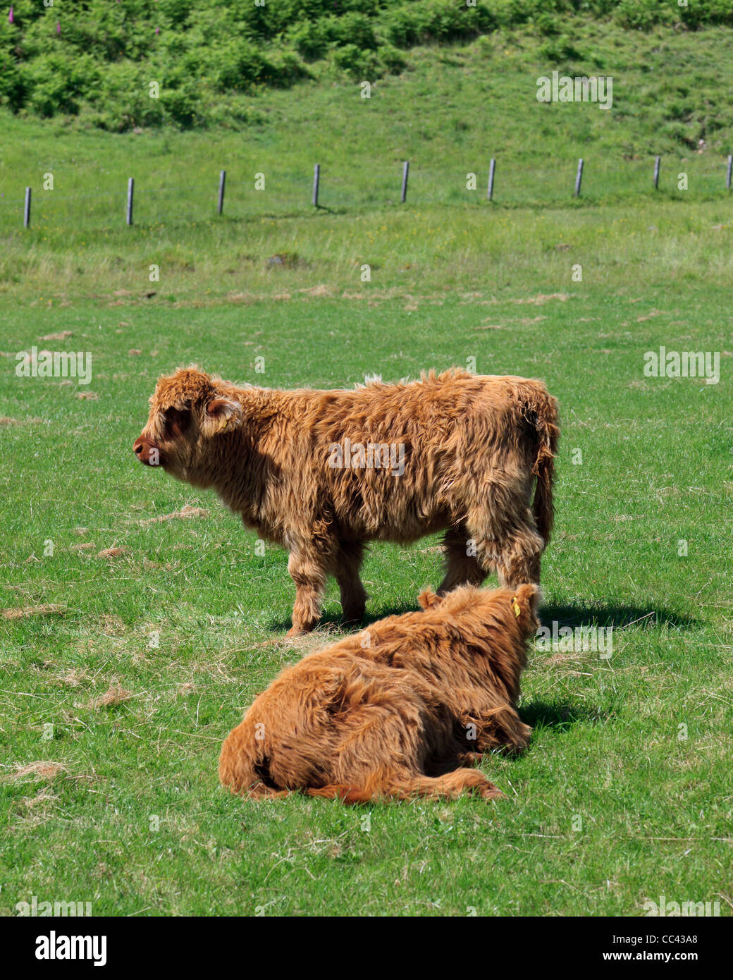Deux jeunes vaches highland brun Banque D'Images
