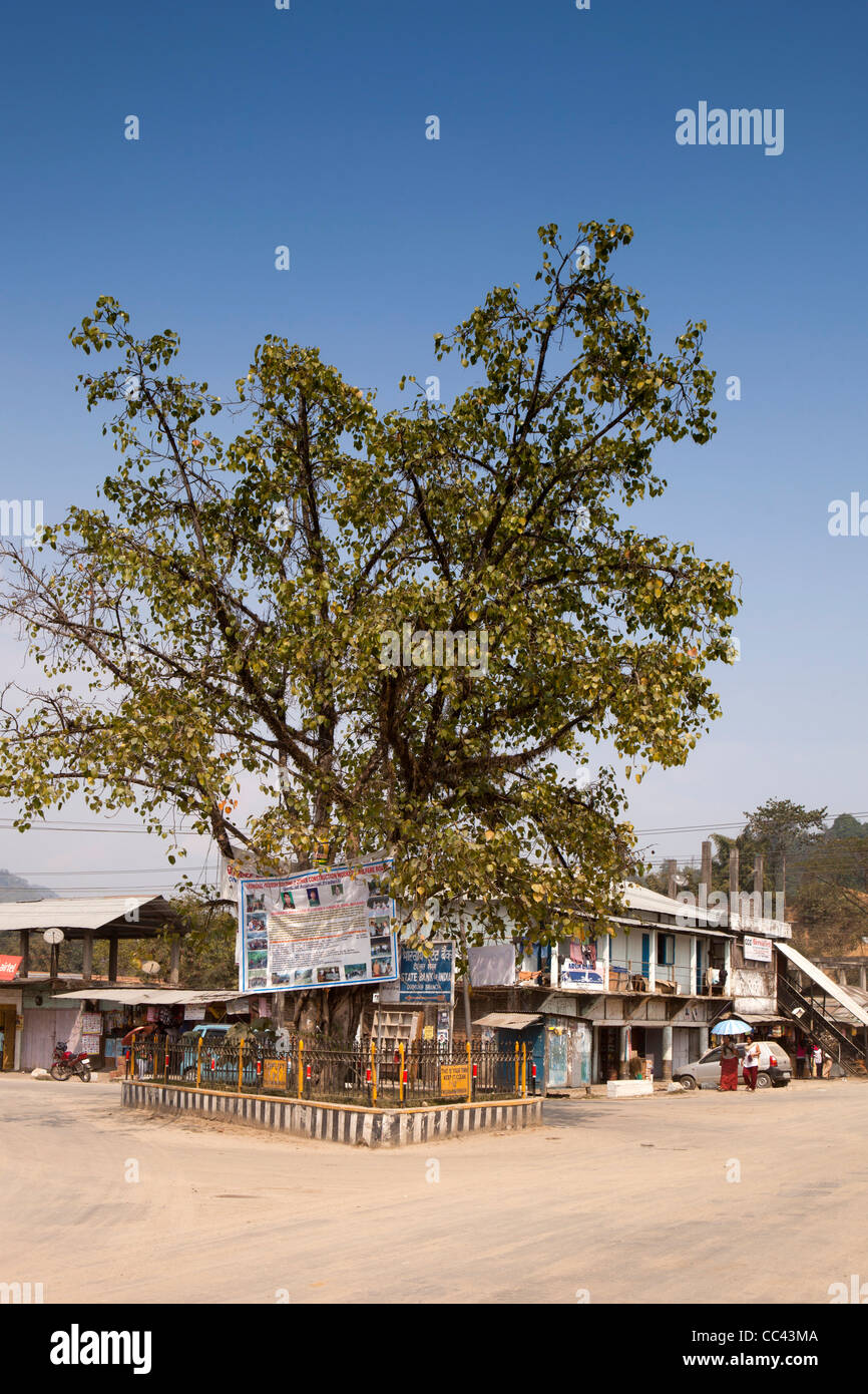 L'Inde, de l'Arunachal Pradesh, Doimukh, Peepal figuier sacré, Ficus religiosa en plein milieu du village Banque D'Images