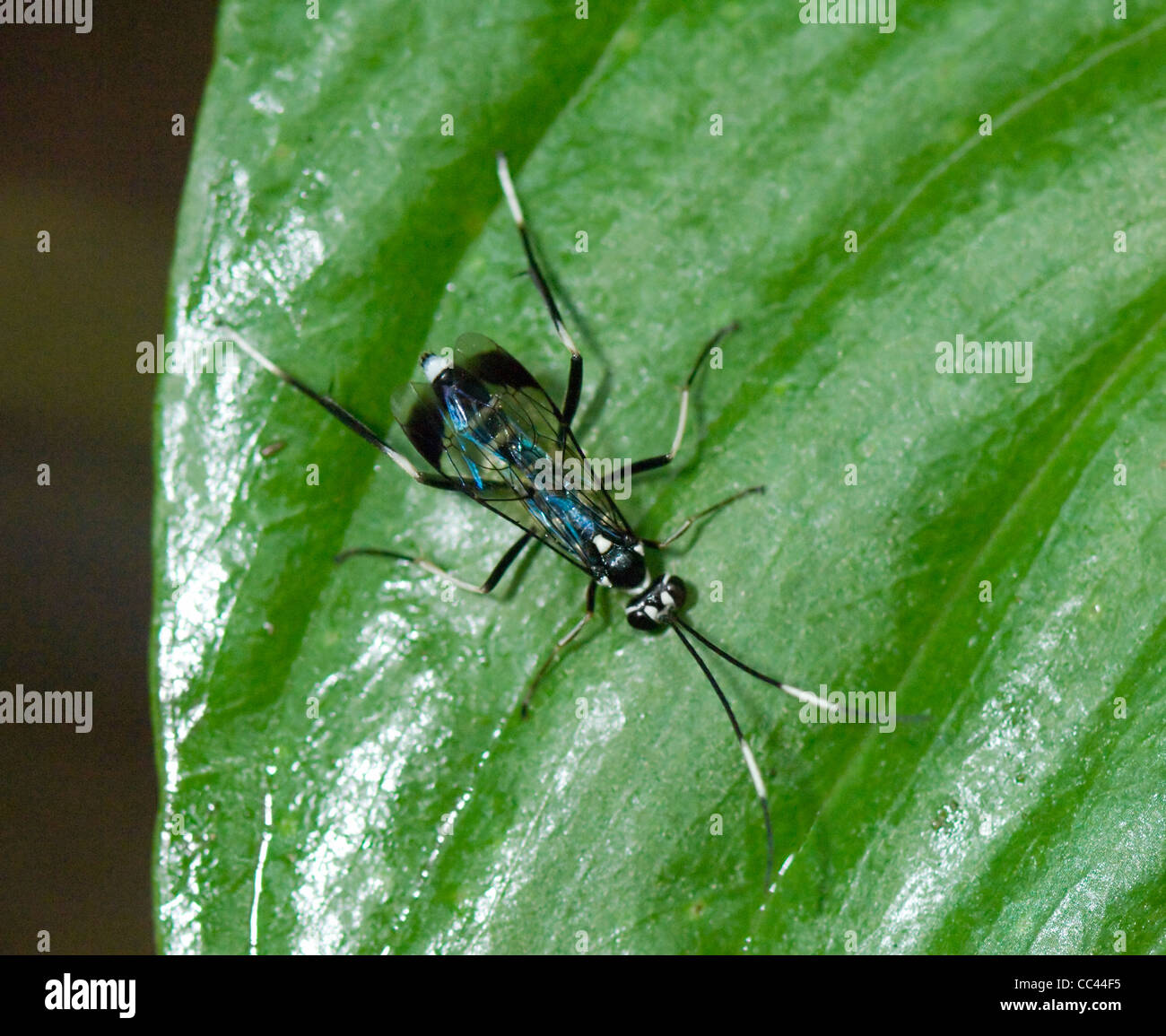 Ichneumonoid wasp Costa Rica Banque D'Images