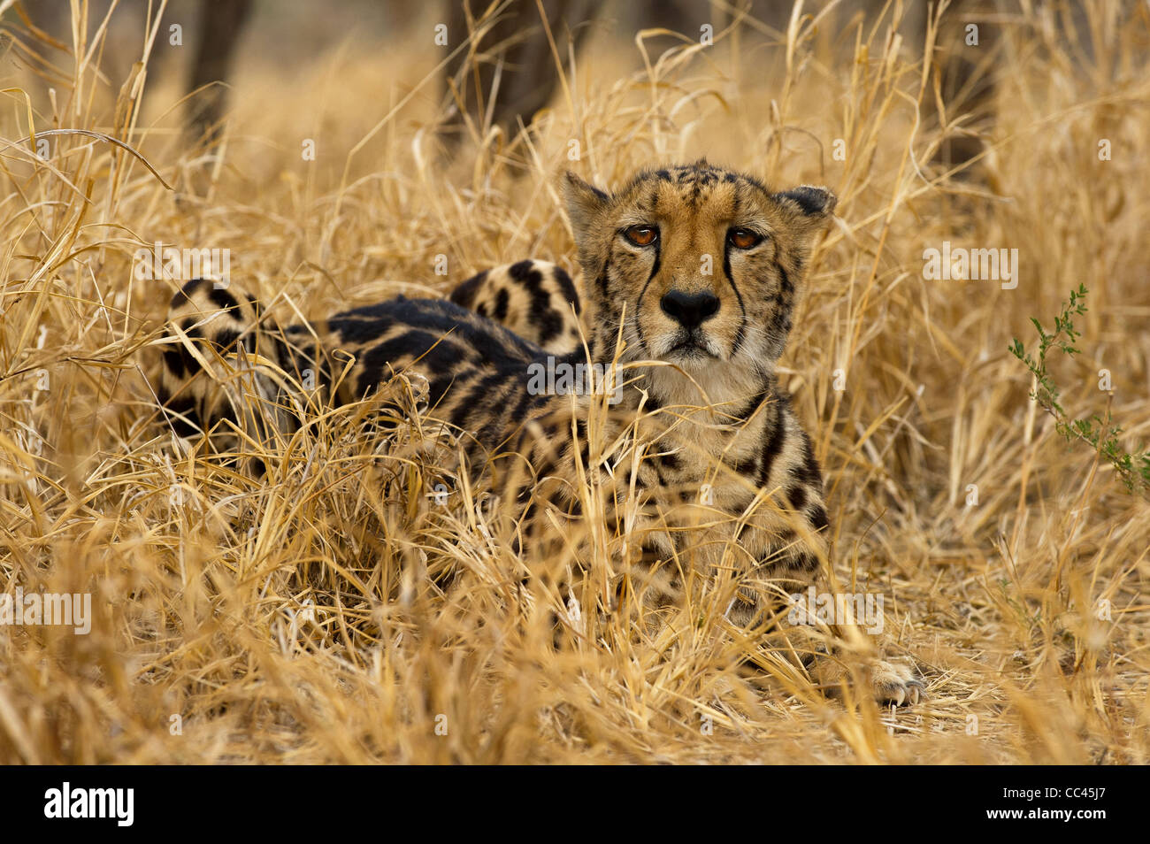 Guepard Courant Banque D Image Et Photos Alamy