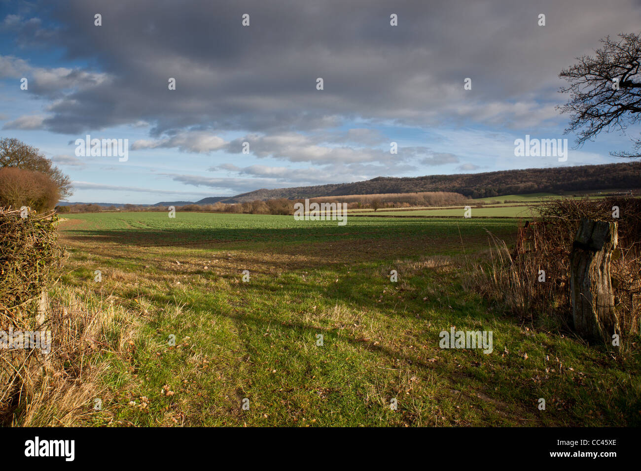 Champs arables au pied de Wenlock Edge, près de Hughley, Shropshire Banque D'Images