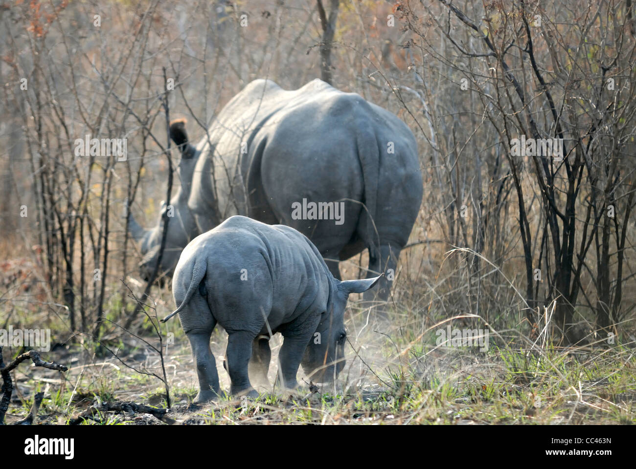 Un Rhino et son bébé baleineau dans le parc national Kruger. Banque D'Images