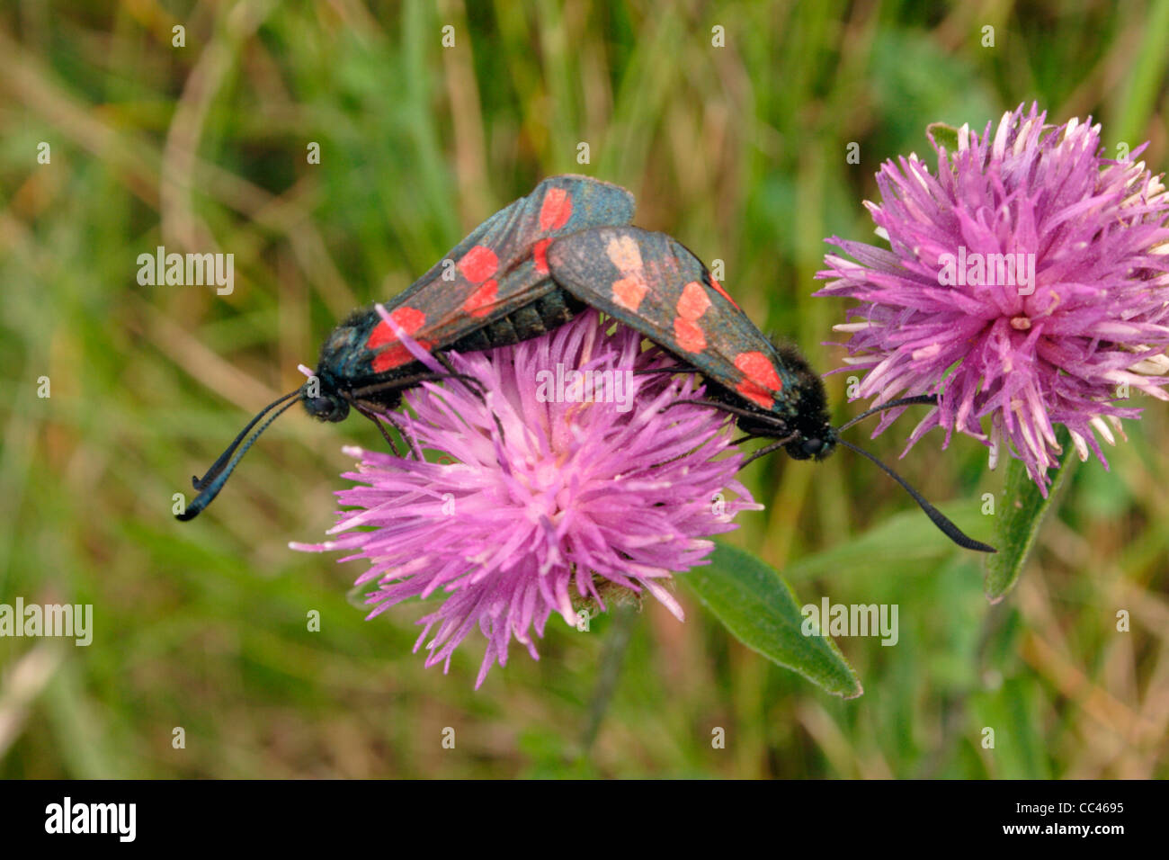 6-spot burnet (Zygaena filipendulae) papillons, l'accouplement paire sur centaurée maculée, UK. Banque D'Images