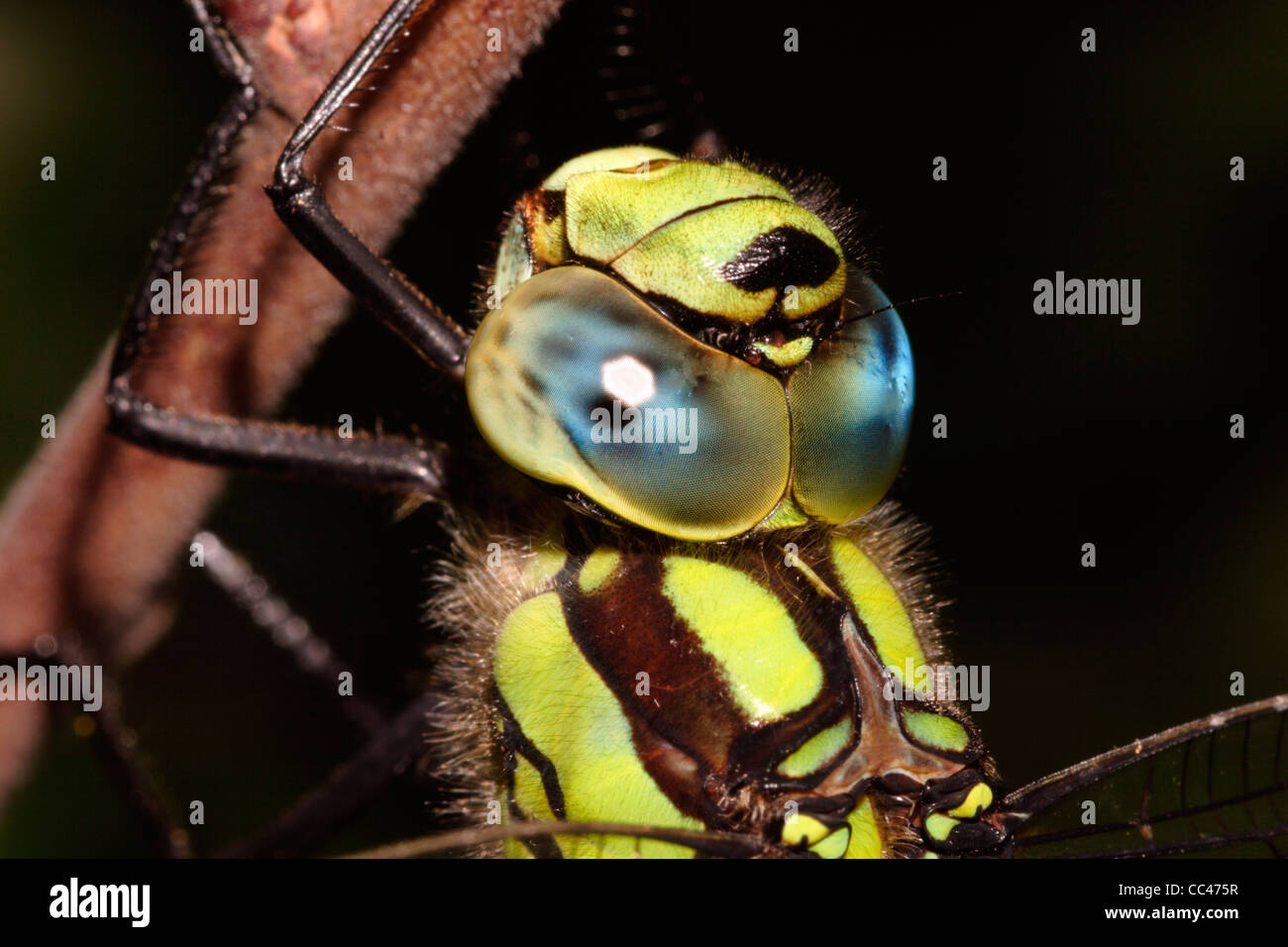 Le sud de hawker dragonfly (Aeshna cyanea) homme, montrant d'énormes yeux composés réunion du sommet de la tête, au Royaume-Uni. Banque D'Images