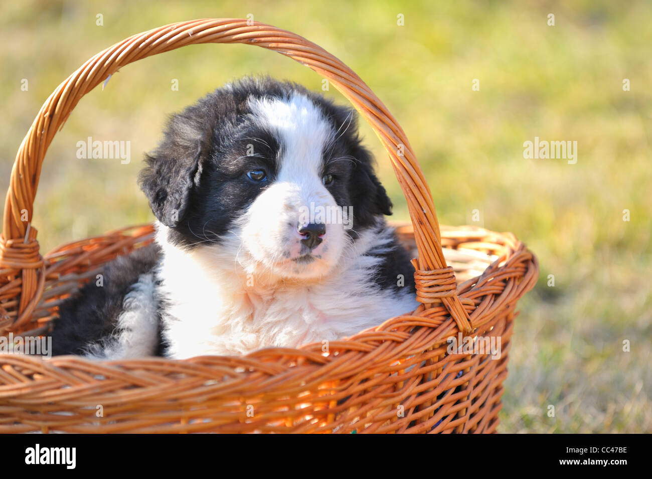 Chien Berger Roumain Banque Dimages Photo Stock 41890226