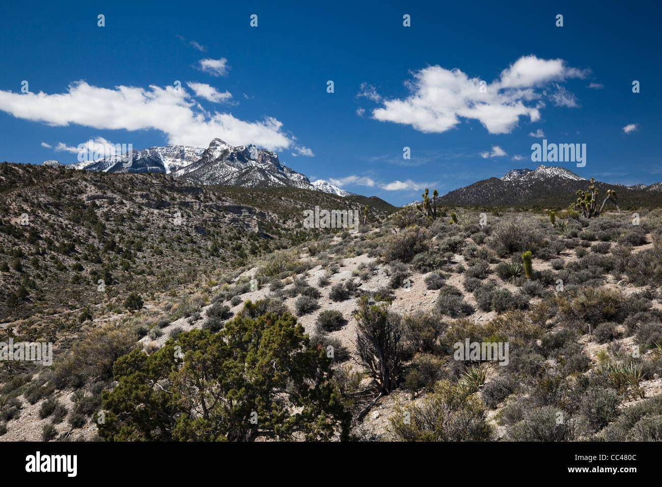 USA, Nevada, Las Vegas, Mt. Charleston, paysage de montagne Banque D'Images