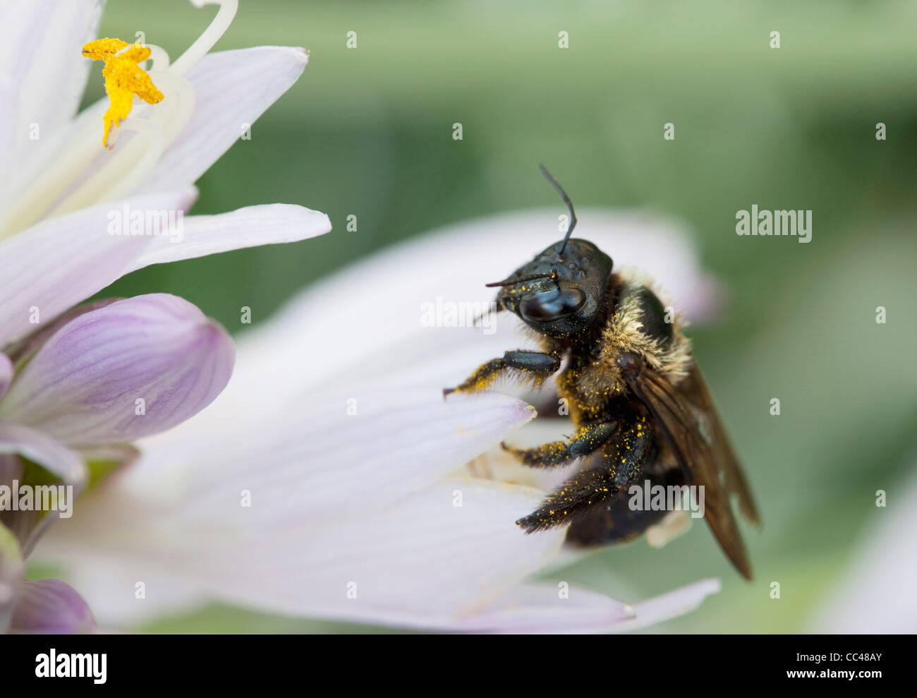 Amérique du Nord, USA, New York, bourdon sur Hosta, Bombus impatiens Banque D'Images