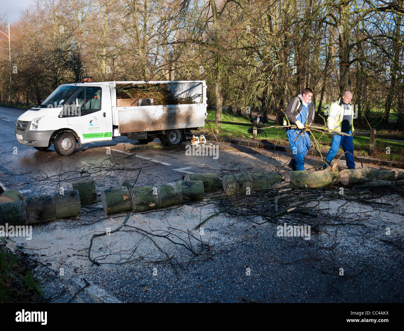Un arbre tombé dans Queens Road Cambridge est scié et effacé après avoir chuté dans des vents forts en hiver Banque D'Images