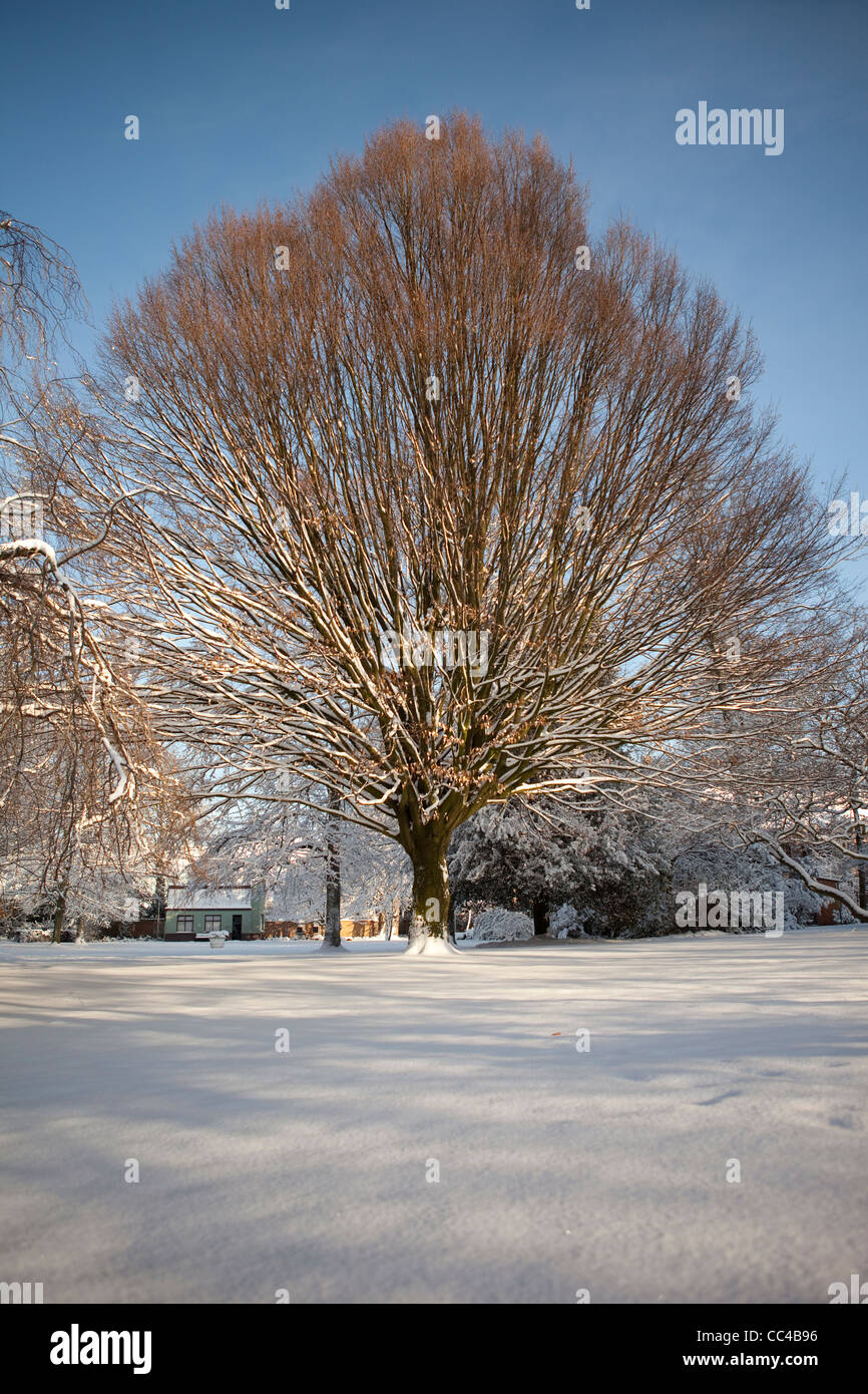 Dans un parc d'arbres en hiver avec la neige. Banque D'Images