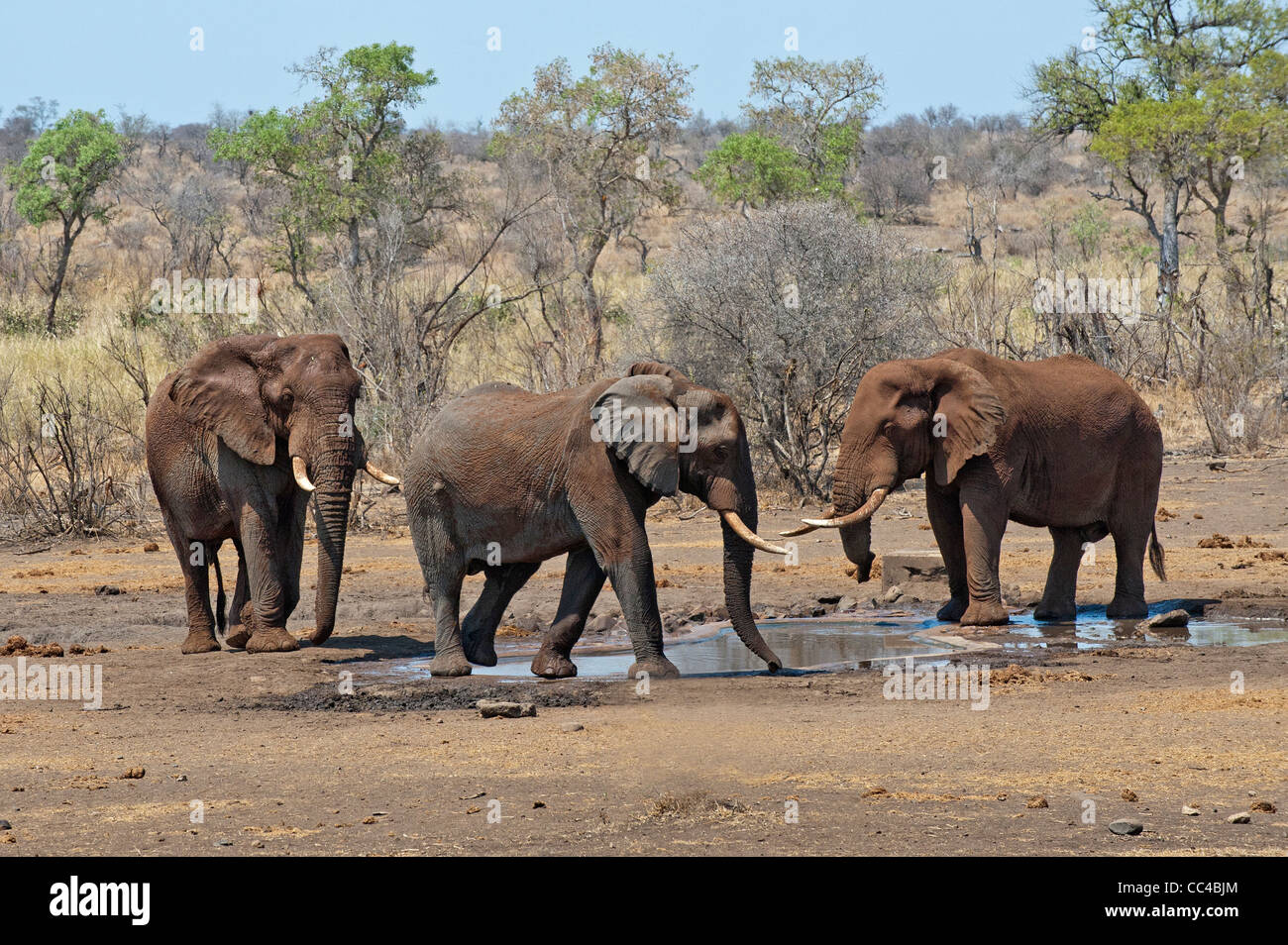 Trois éléphants africains à un étang Banque D'Images