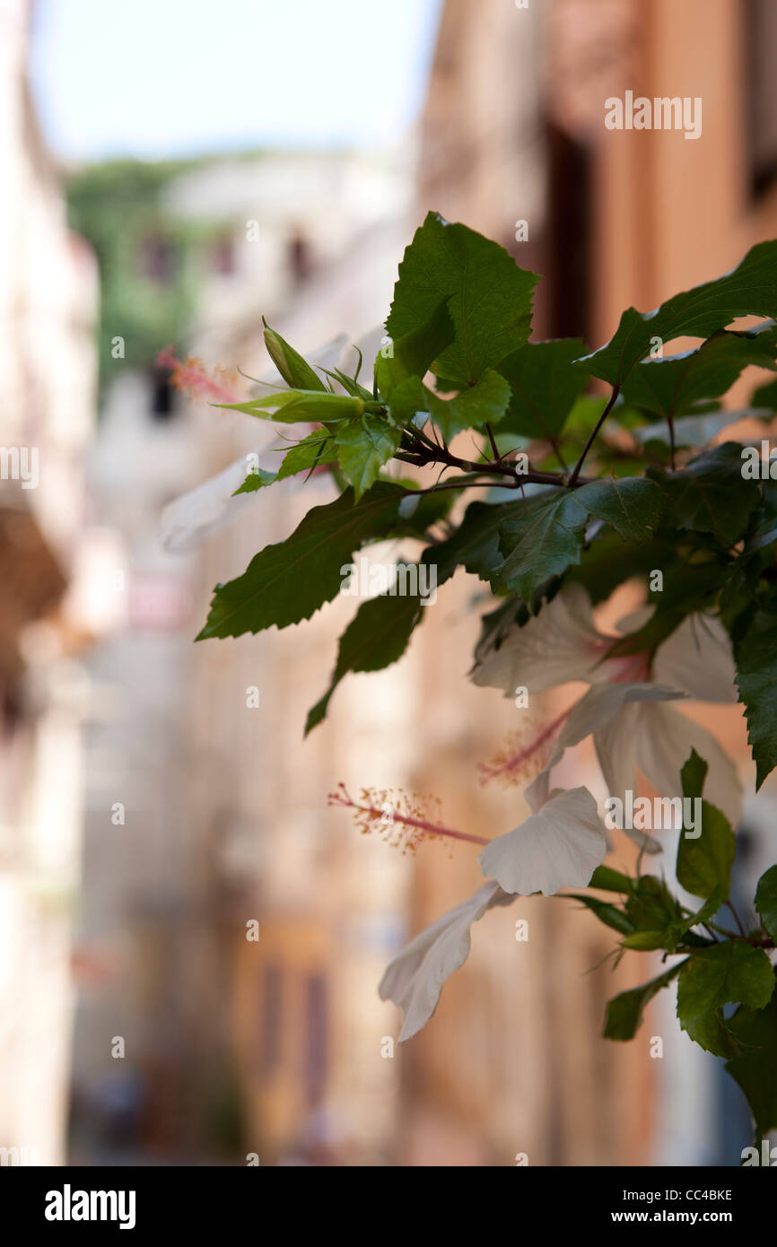 Plante avec arrière-plan flou prise à la Canée, Grèce Banque D'Images