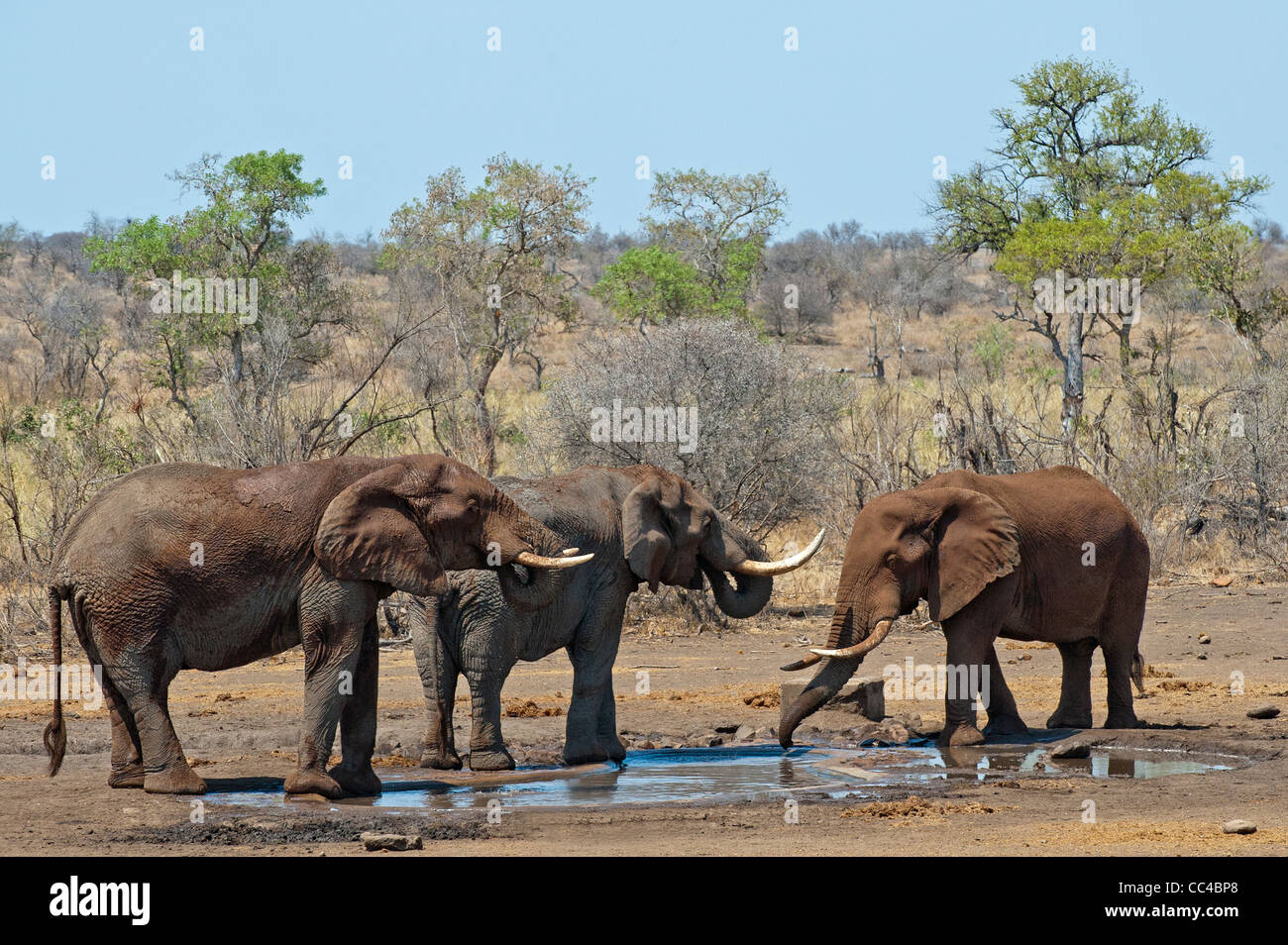 Trois éléphants africains à un étang Banque D'Images