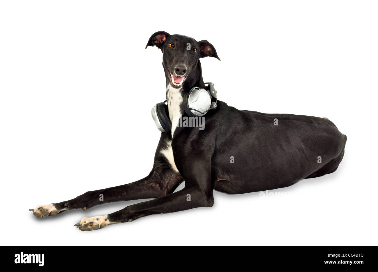 Chien Greyhound au casque on white Banque D'Images