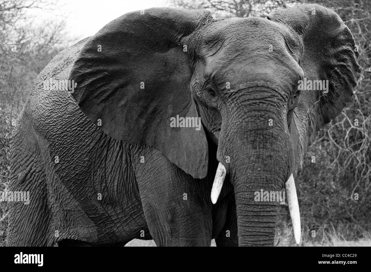 Un éléphant mâle africain Banque D'Images