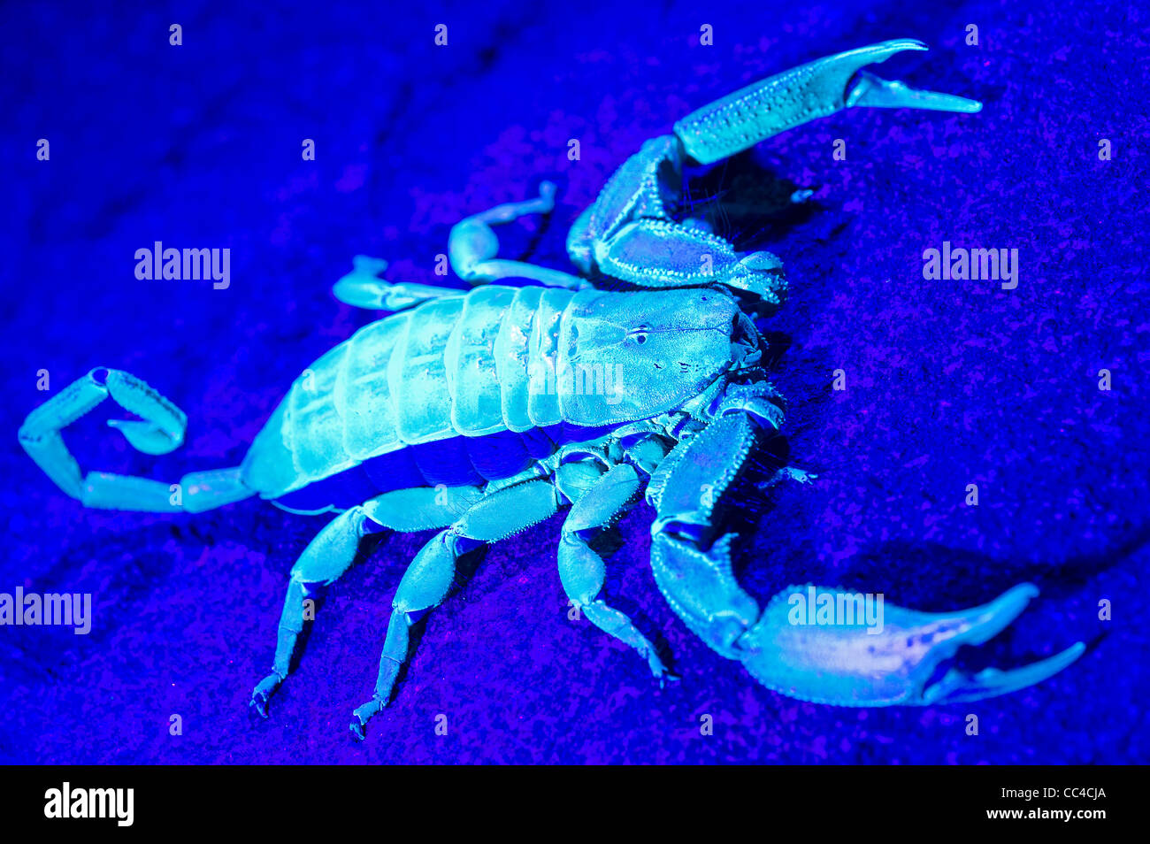 Une roche plate scorpion sous une lumière ultra-violette Banque D'Images