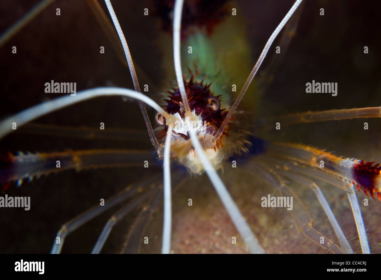 La face et antennes d'un corail bagués (Stenopus hispidus) crevettes sont vus sous des coraux en surplomb sur un récif peu profond. Banque D'Images