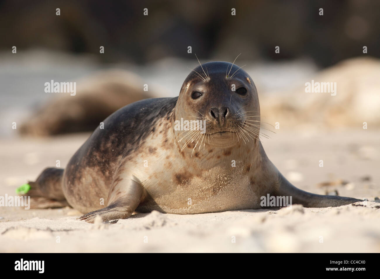 Le phoque gris Halichoerus grypus : l'Amérique latine ; Banque D'Images