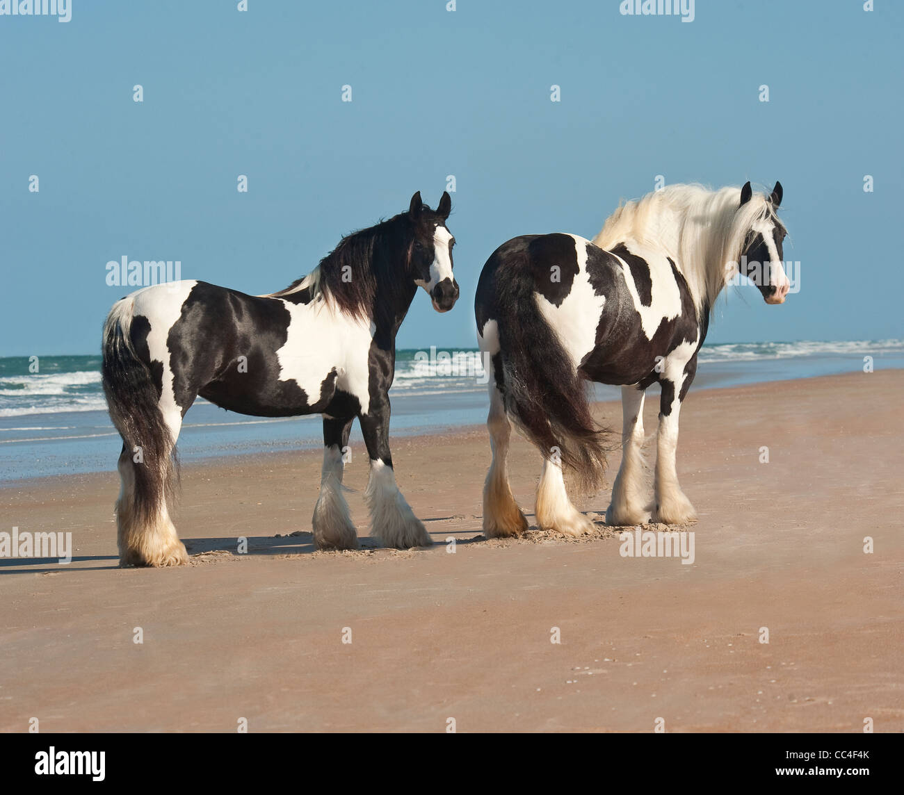 Gypsy Vanner Horse juments sur ocean shore Banque D'Images