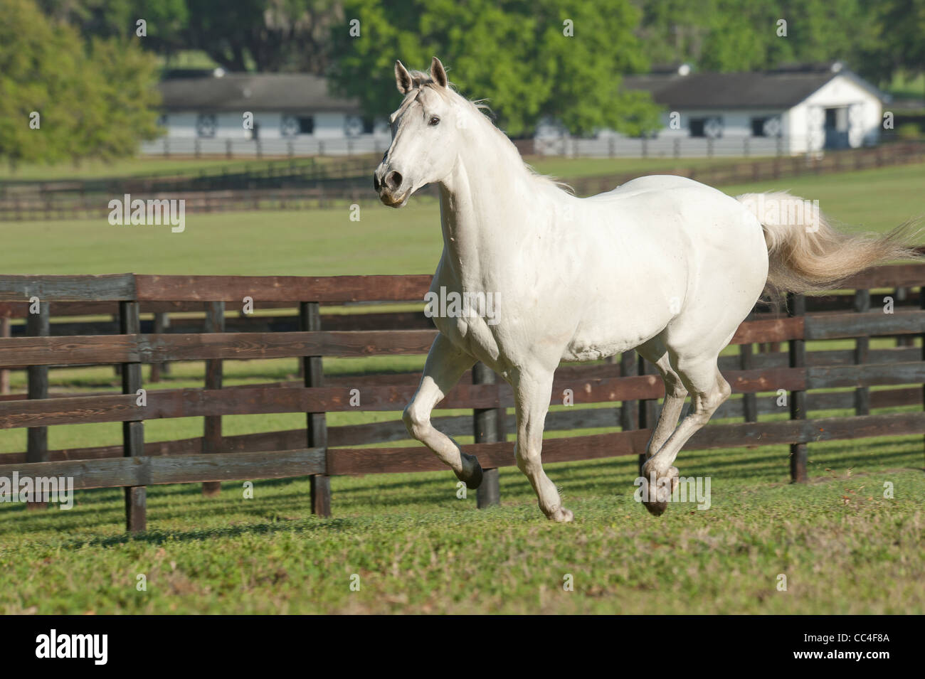 20 ans de chevaux pur-sang stallion Banque D'Images