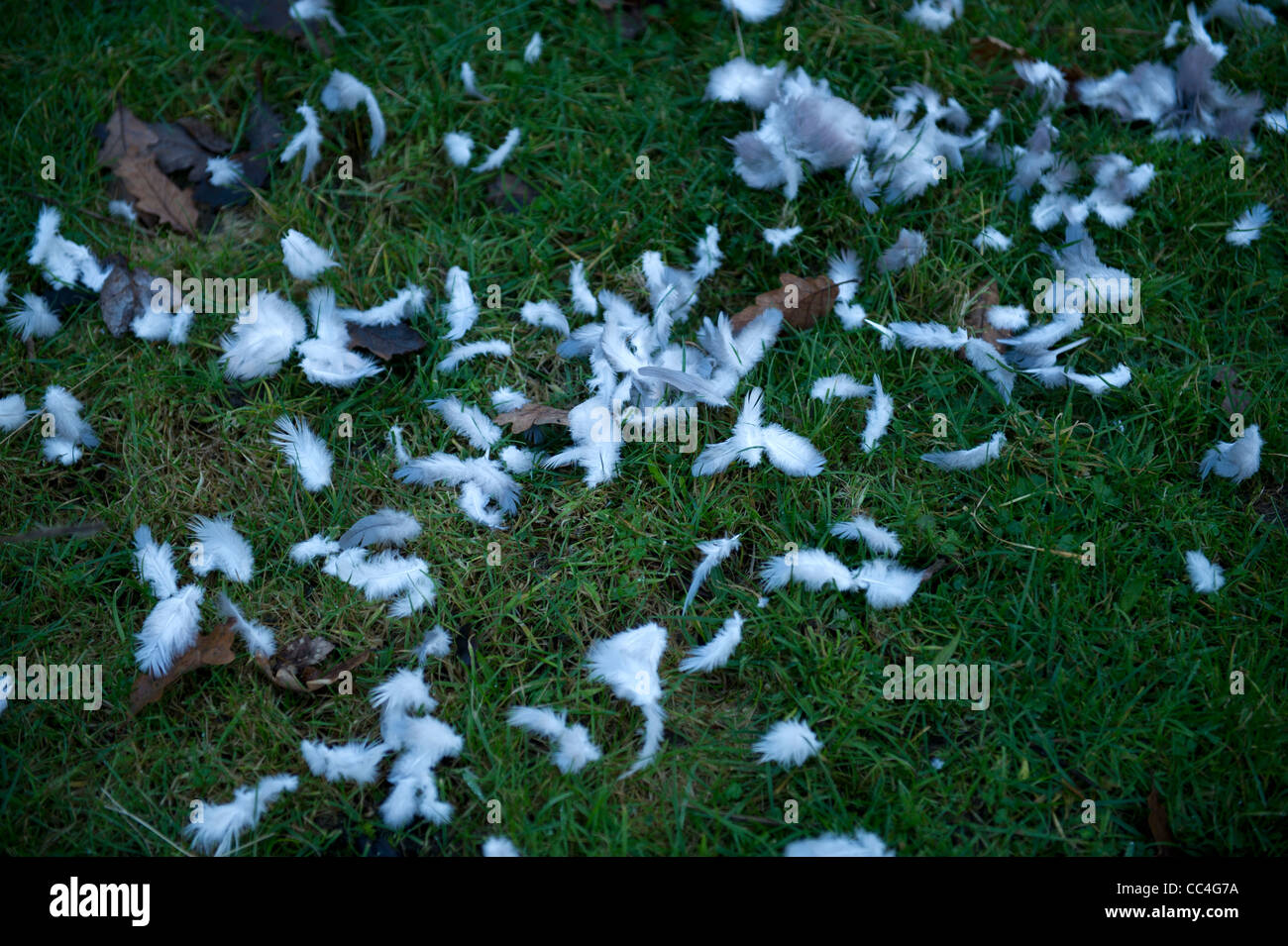 Les plumes des oiseaux blancs sur l'herbe Banque D'Images