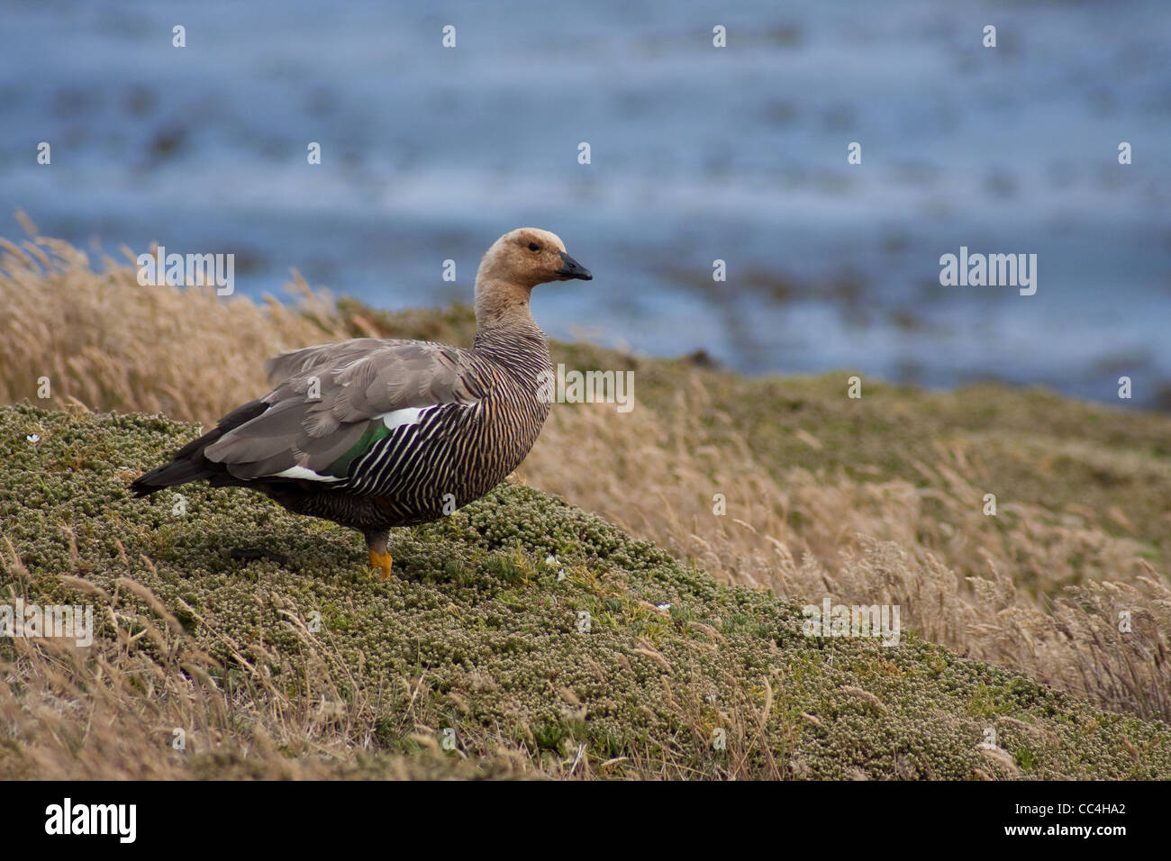 Ouette à tête rousse (Chloephaga rubidiceps) sur l'île de la carcasse, dans les Malouines Banque D'Images