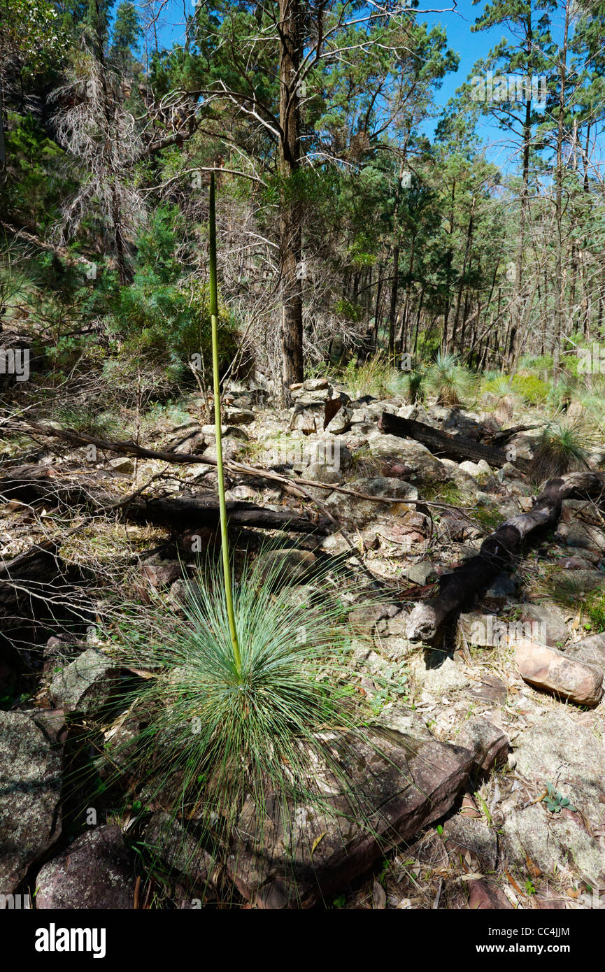 Grasstree Blackboy (usine semiplana Xanthorrhoea ssp. Semiplana), Parc National du Mont Remarkable, Australie du Sud, Australie Banque D'Images