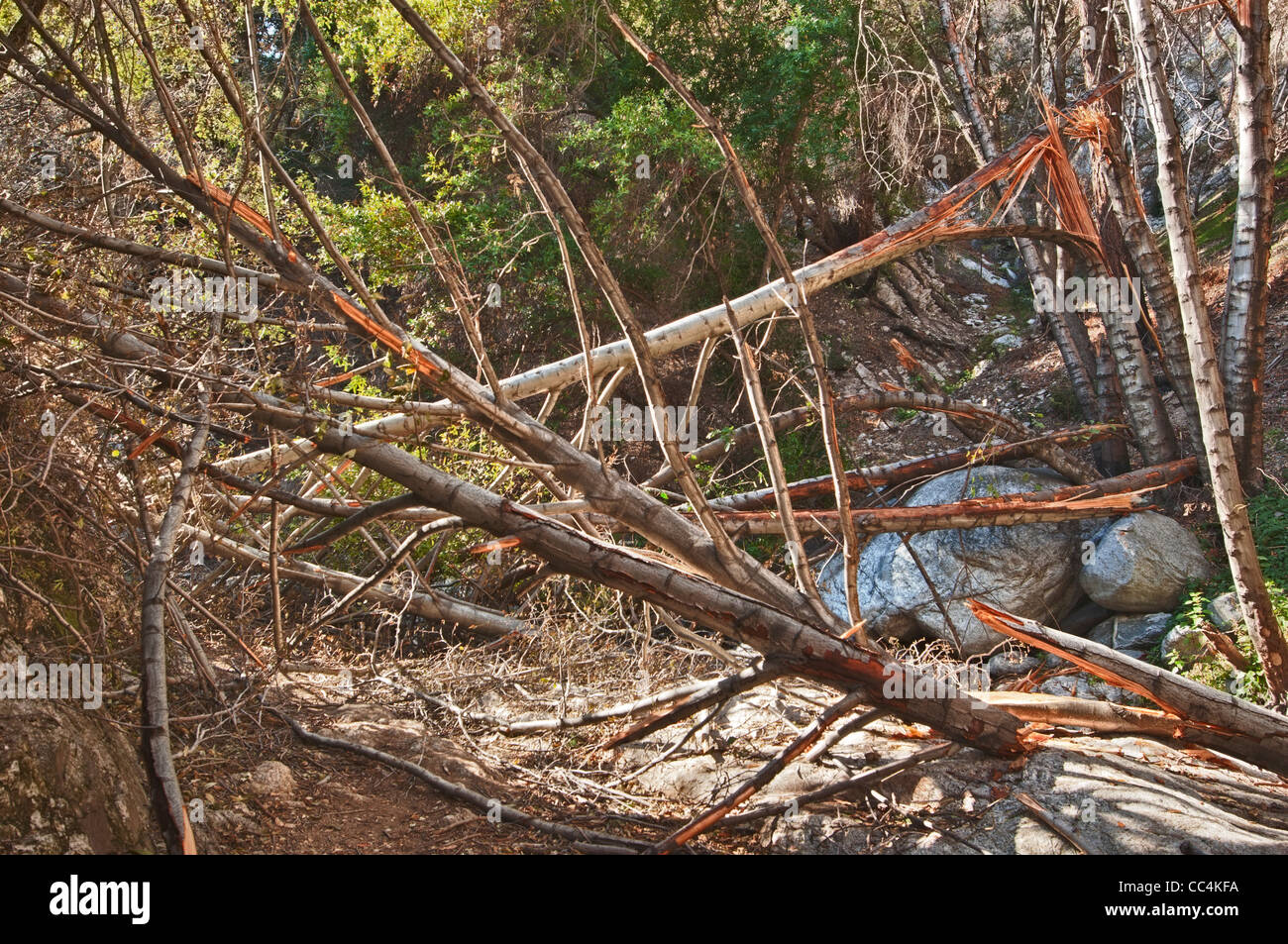 Une arborescence réduite due à des vents violents. Les vents de force ouragan renversé un grand nombre d'arbres. Banque D'Images