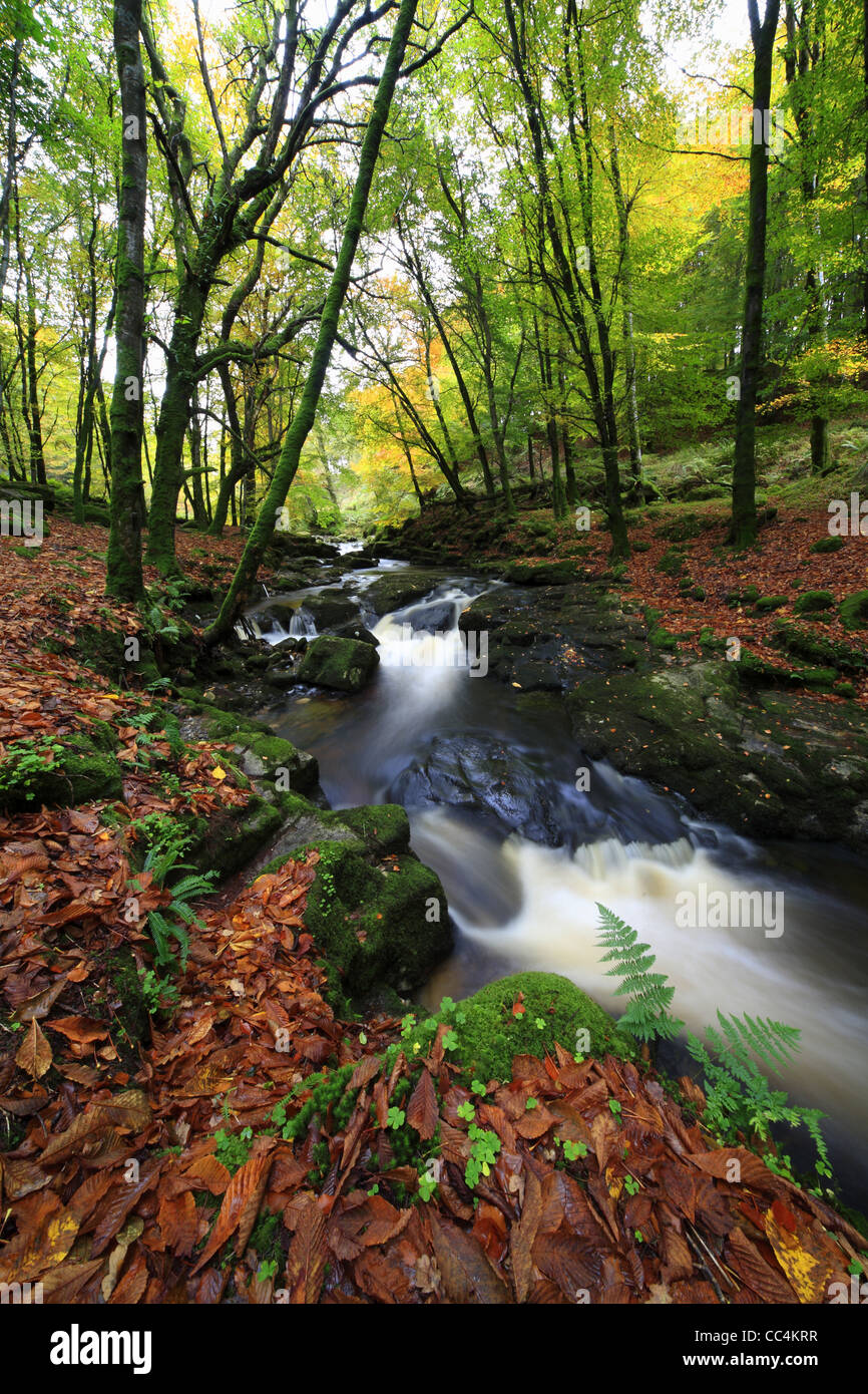 Beau ruisseau de montagne à travers une forêt de hêtres. L'Irlande Banque D'Images