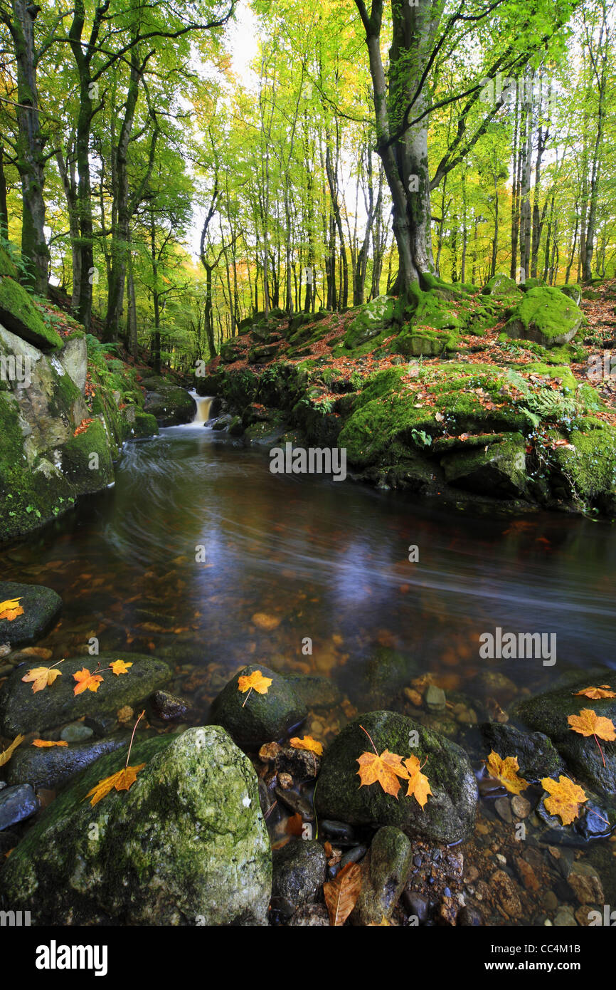 Beau ruisseau de montagne à travers une forêt de hêtres. L'Irlande Banque D'Images