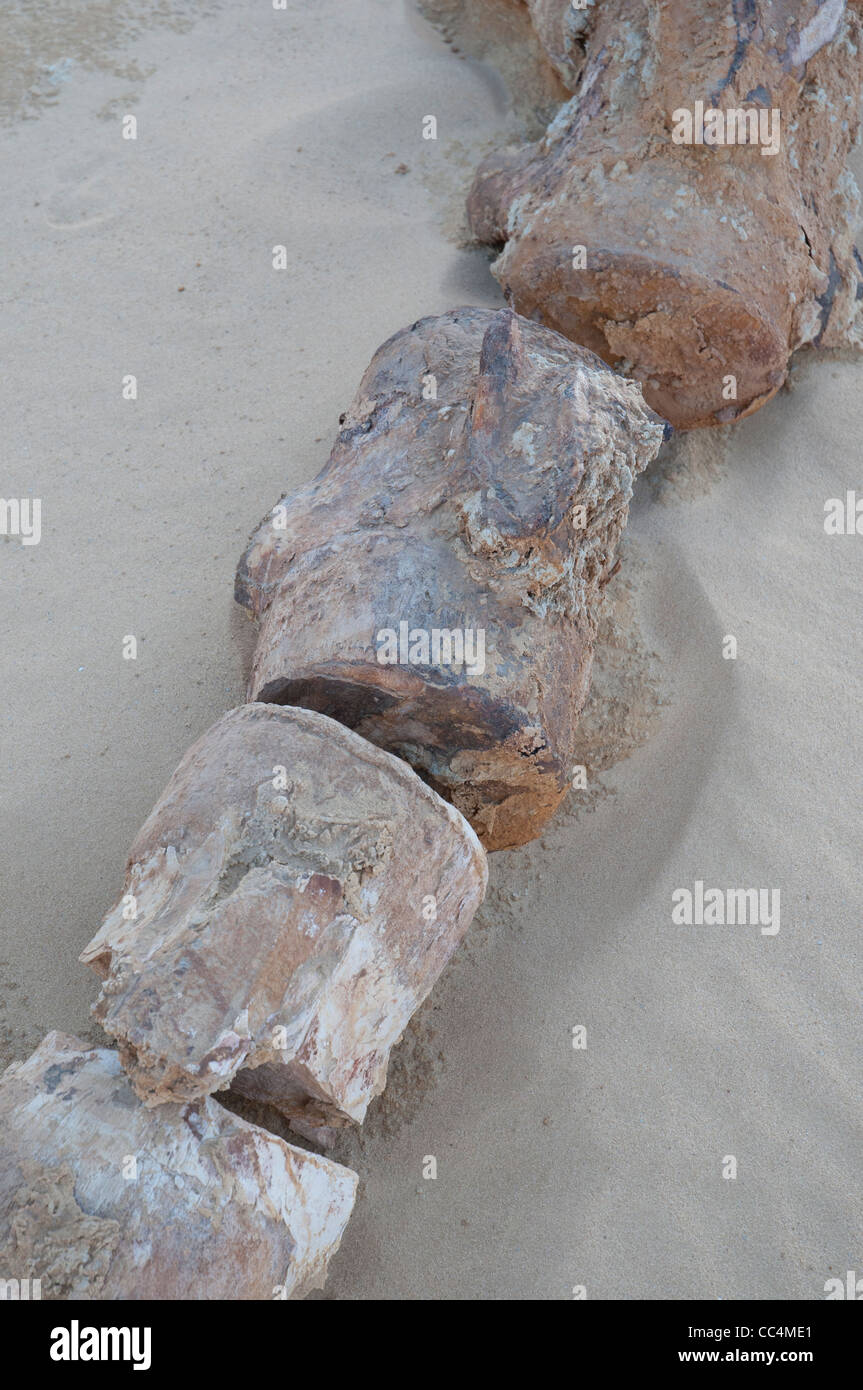 Vertèbres de baleines exposées dans le sable à Wadi al-Hitan, la vallée des Baleines Banque D'Images