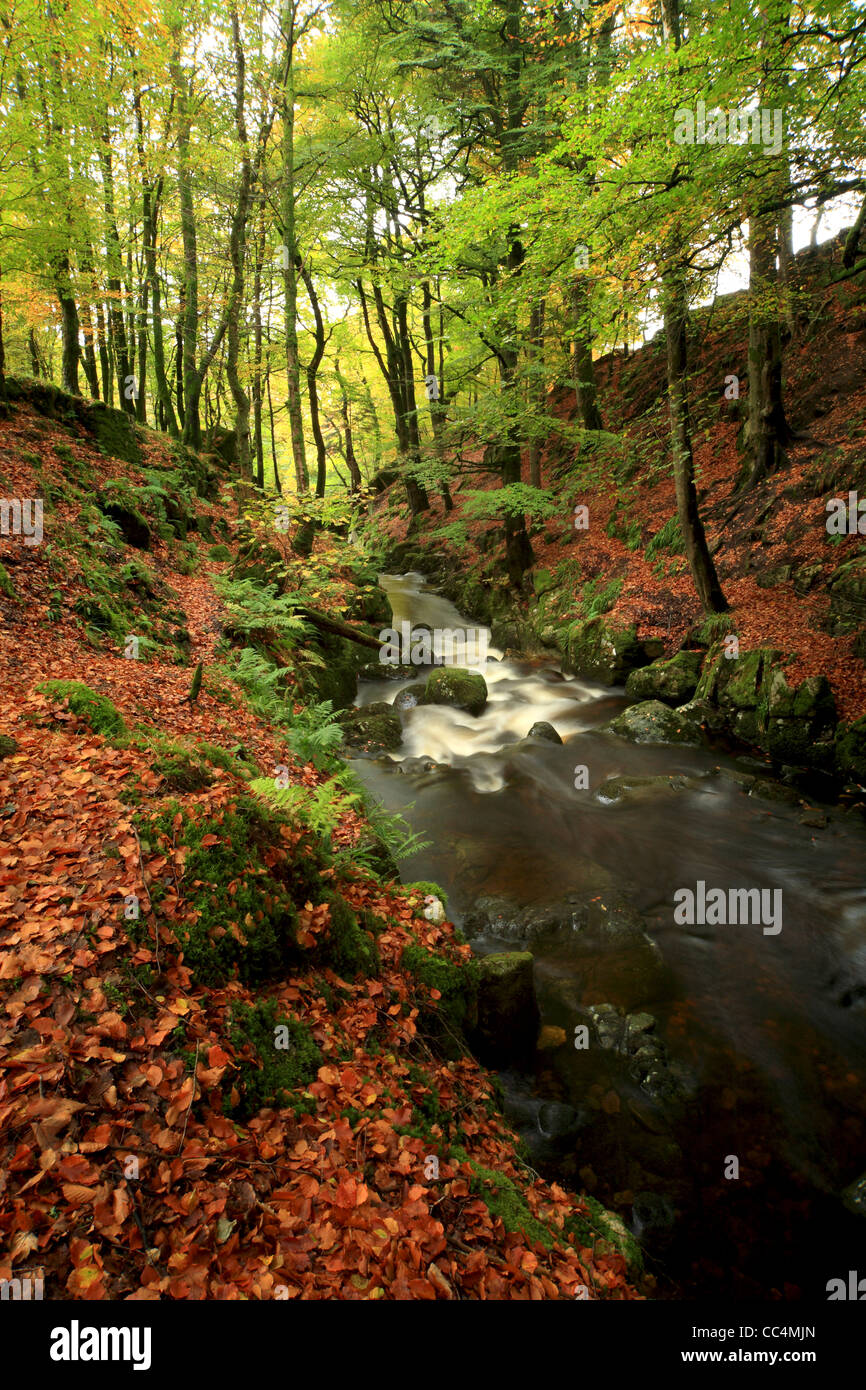 Beau ruisseau de montagne à travers une forêt de hêtres. L'Irlande Banque D'Images