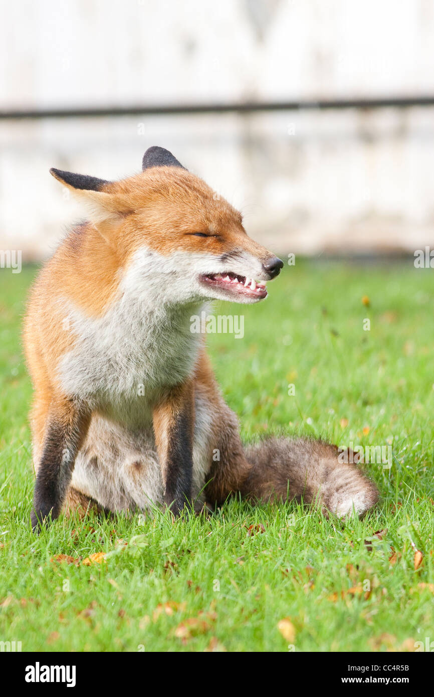 Red Fox Homme avec des dents pointues rugissants. Banque D'Images