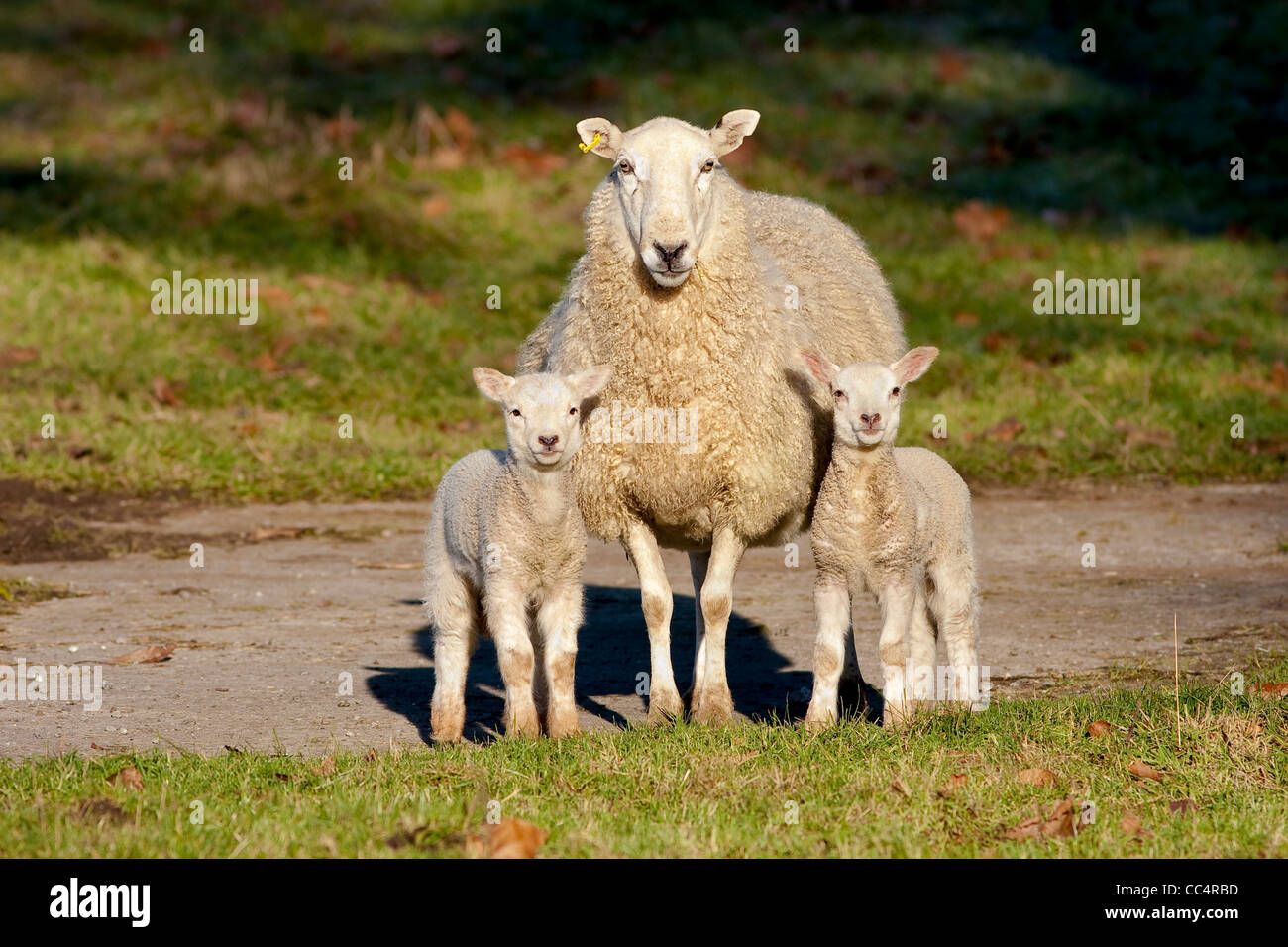 Mère vigilante avec deux agneaux Brebis Banque D'Images