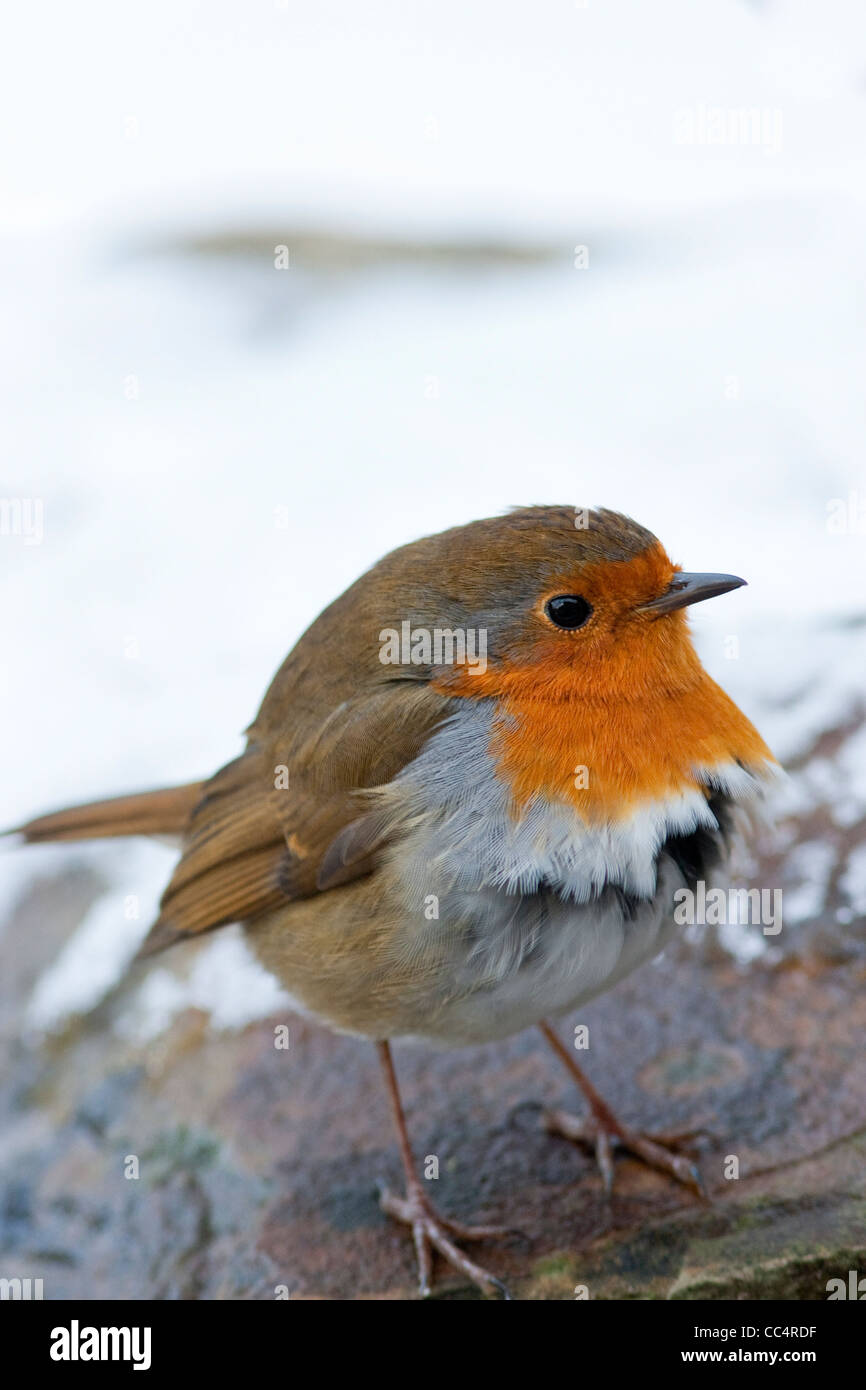 Robin hiver gonflée des plumes dans la neige Banque D'Images