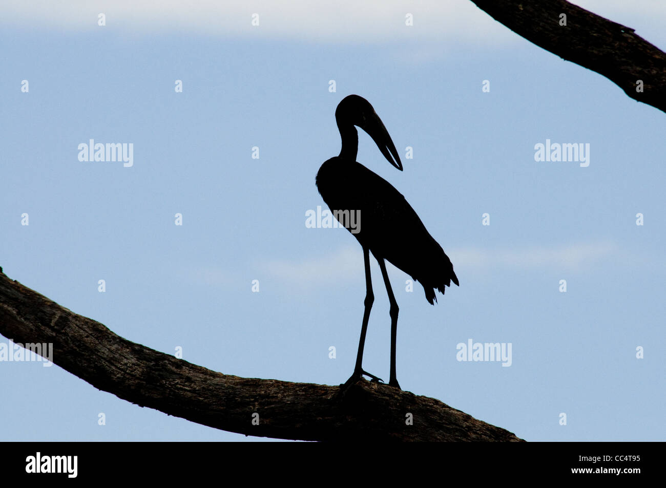 Afrique Botswana Tuba Tree-Open-billed stork (Anastomus lamelligerus dans tree silhouette-) Banque D'Images