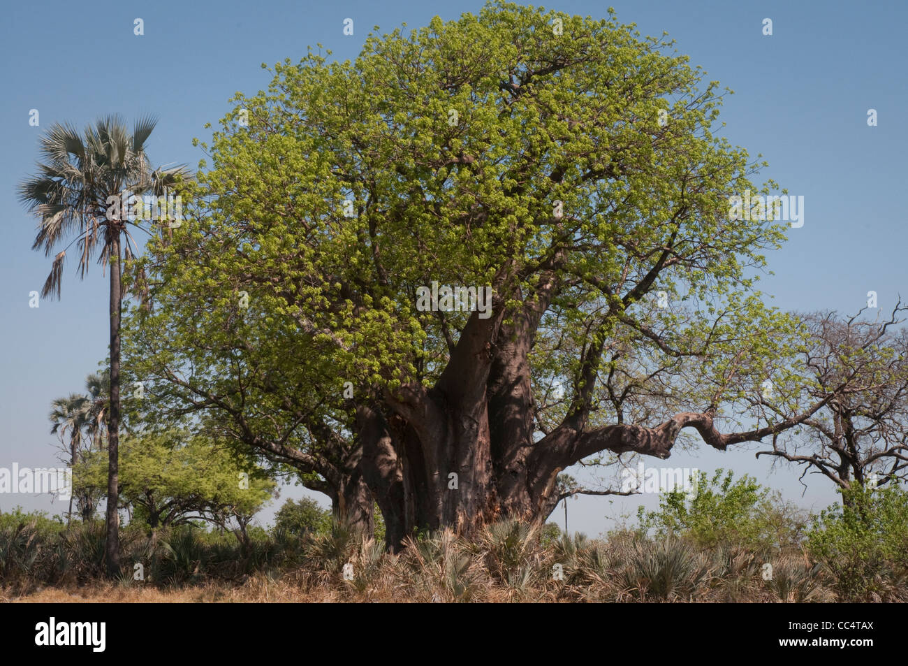 Afrique Botswana Tuba Tree-Baobab (Arbre Baobab Adansonia Photo Stock -  Alamy