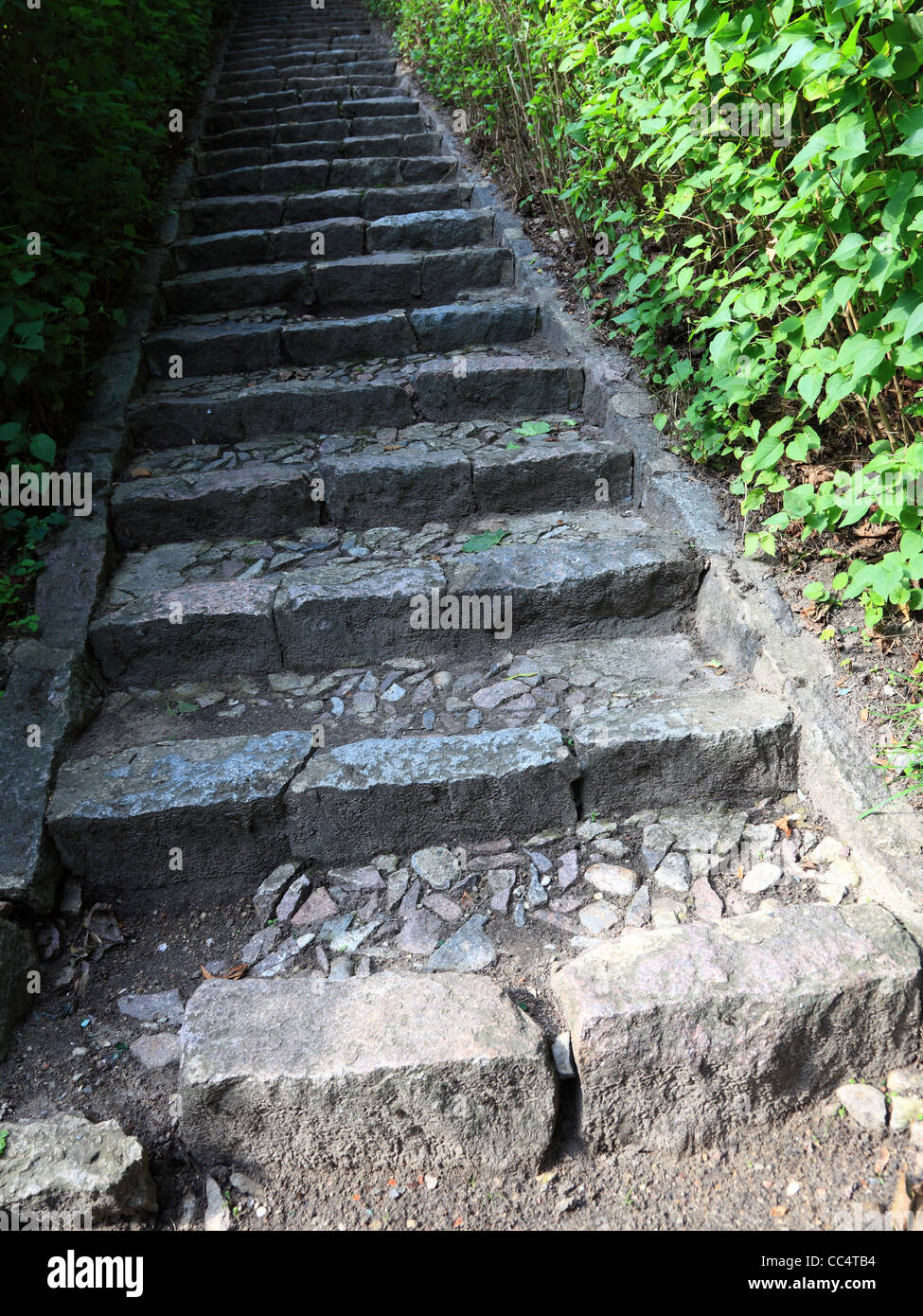 Escaliers en béton dans la jungle nature plein air Banque D'Images