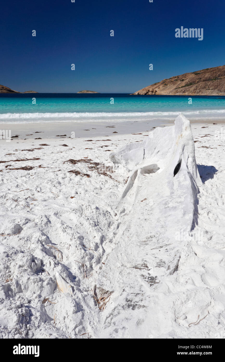 Crâne de baleine sur la plage, le Thistle Cove, Cape Le Grand National Park, Australie occidentale, Australie Banque D'Images Crâne de baleine sur la plage, le Thistle Cove, Cape Le Grand National Park, Australie occidentale, Australie Banque D'Images