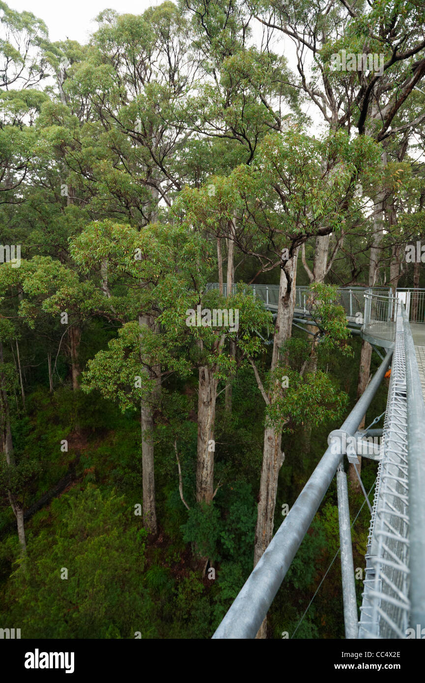 Tree Top walk, Valley of the Giants, Danemark, Australie occidentale, Australie Banque D'Images