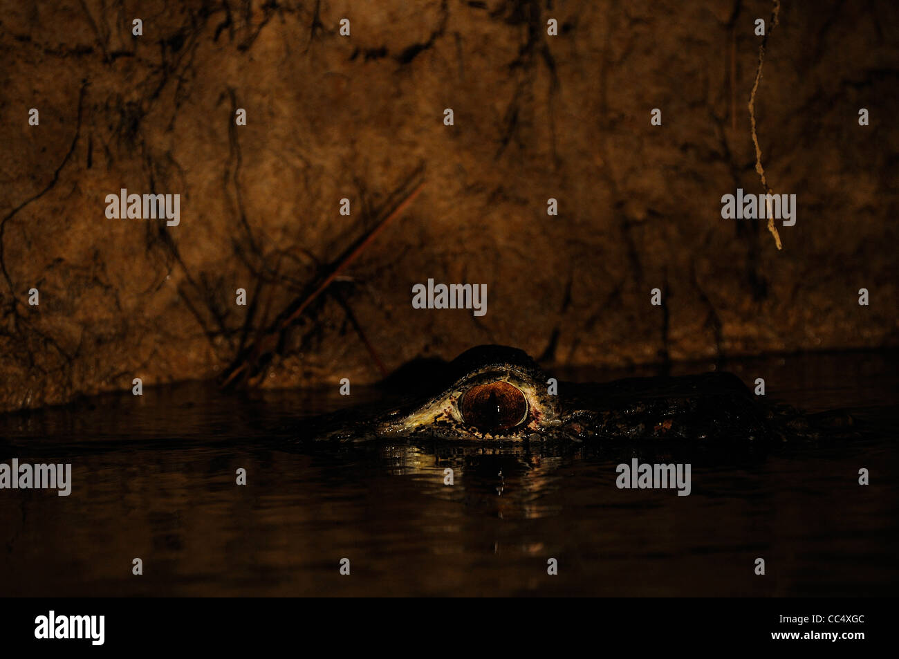 Caïman Noir (Melanosuchus niger) reposant à la surface de l'eau, la nuit, Rupununi, Guyana Banque D'Images